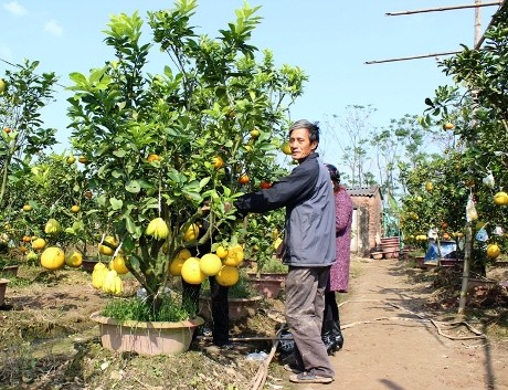 Lê Duc Giap, celui qui crée un arbre original à 5 fruits pour le Têt - ảnh 4